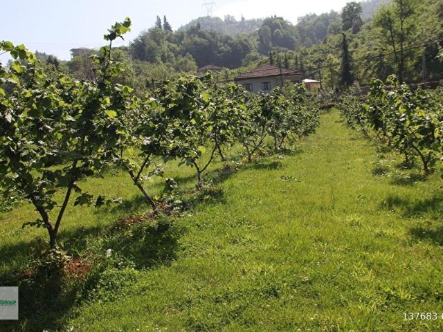 Salipazari, Samsun içerisinde satılık Arsa