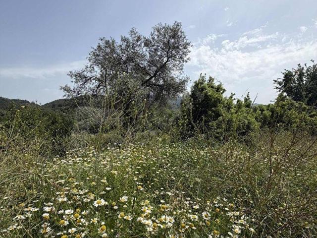 Milas, Muğla içerisinde satılık Arsa