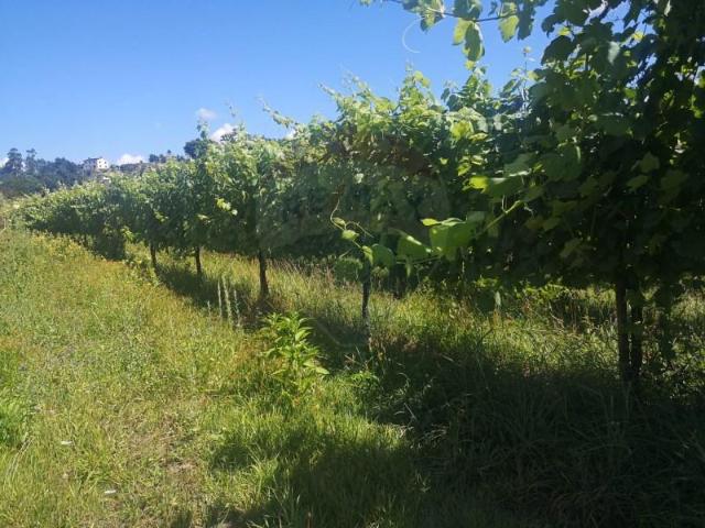 Terreno venda em Arcos De Valdevez, Viana Do Castelo