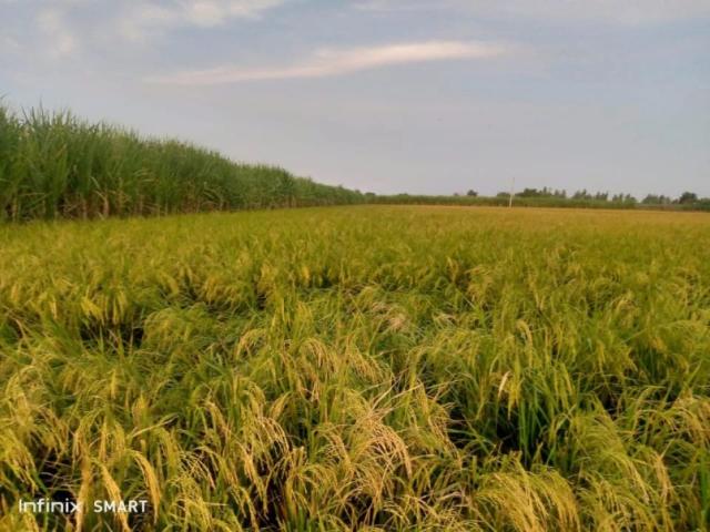 Land for sale in Hafizabad