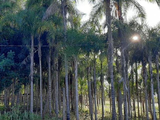 Sítio e chácara venda em Região Geográfica Imediata de Campo Grande, Jaraguari