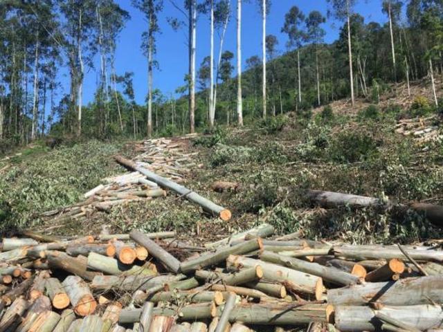 Sítio e chácara venda em Região Geográfica Imediata de Caxias do Sul, Nova Petrópolis