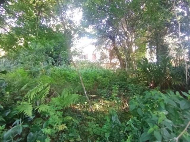 Sítio e chácara venda em Gramado