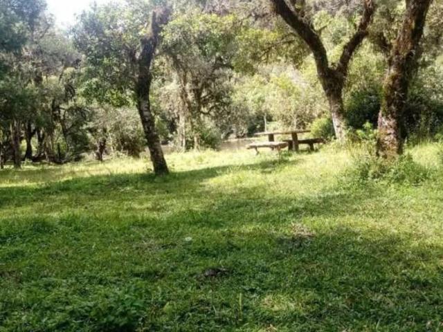 Sítio e chácara venda em Região Geográfica Imediata de Caxias do Sul, São Francisco de Paula