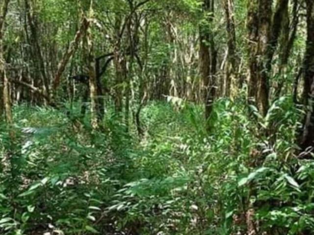 Sítio e chácara venda em Região Geográfica Imediata de Curitiba, Região Metropolitana de Curitiba
