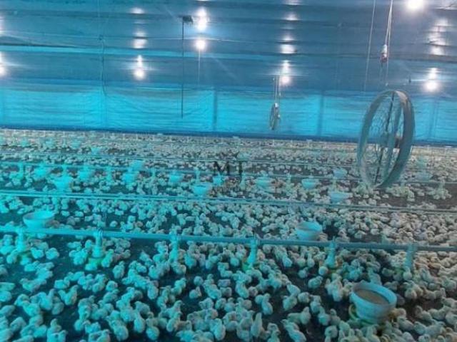 Terreno venda em Linha Nova