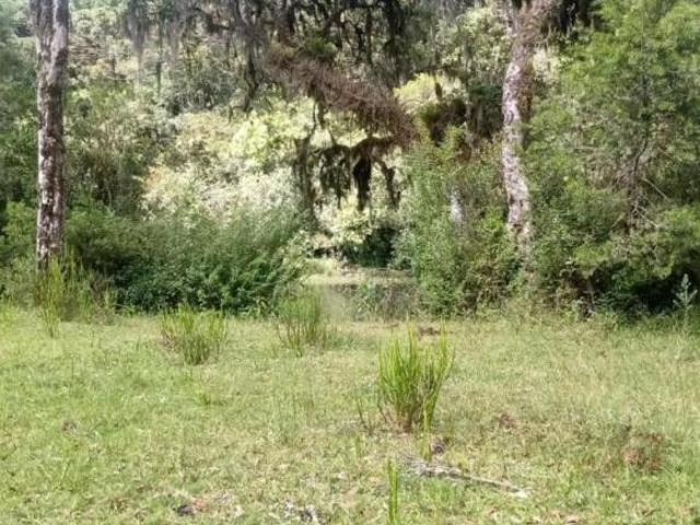 Sítio e chácara venda em Região Geográfica Imediata de Caxias do Sul, São Francisco de Paula