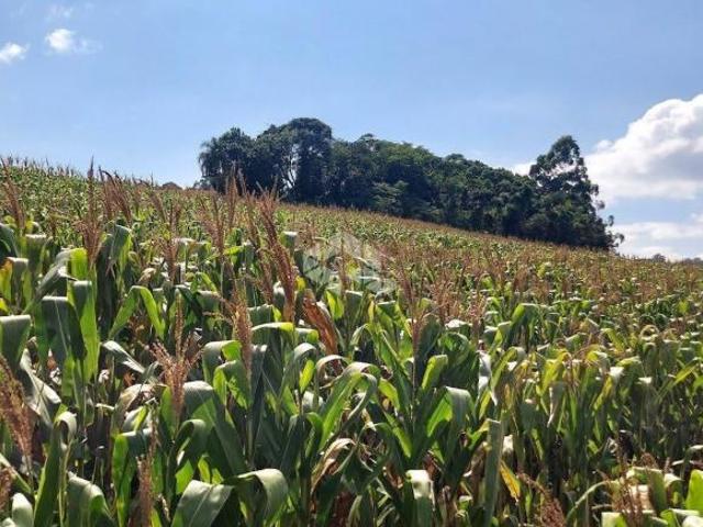 Sítio e chácara venda em Região Geográfica Imediata de Bento Gonçalves, Garibaldi