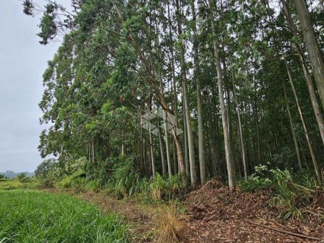 Sítio e chácara venda em Região Geográfica Imediata de Bento Gonçalves, São Valentim do Sul
