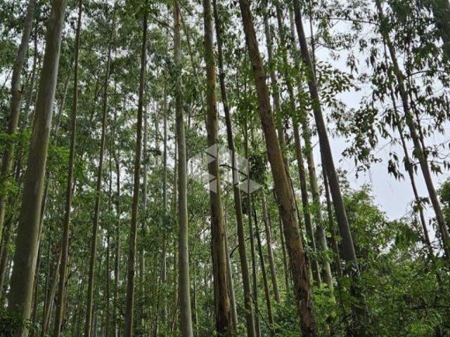 Sítio e chácara venda em Região Geográfica Imediata de Bento Gonçalves, São Valentim do Sul