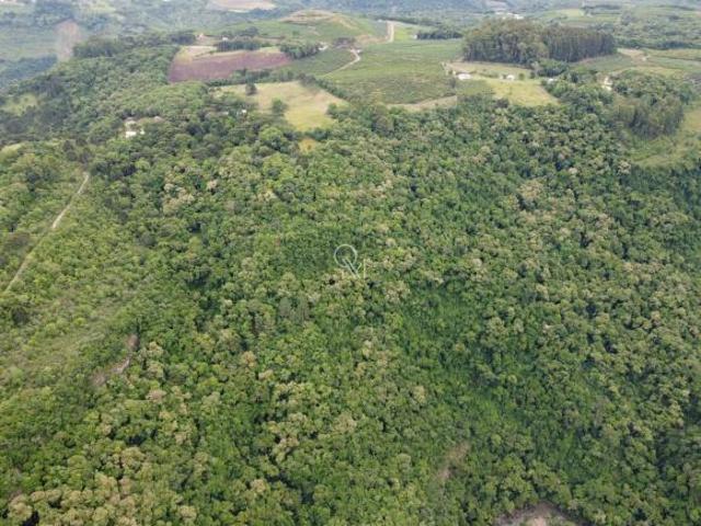Sítio e chácara venda em Região Geográfica Imediata de Caxias do Sul, Caxias do Sul
