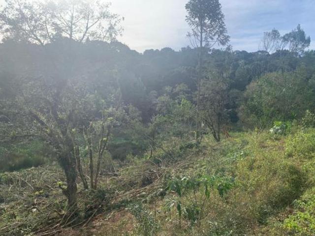 Terreno venda em Gramado