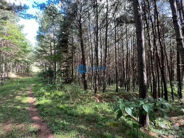 Fazenda venda em Região Geográfica Imediata de Caxias do Sul, Caxias do Sul