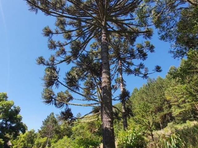 Sítio e chácara venda em Região Geográfica Imediata de Caxias do Sul, Gramado