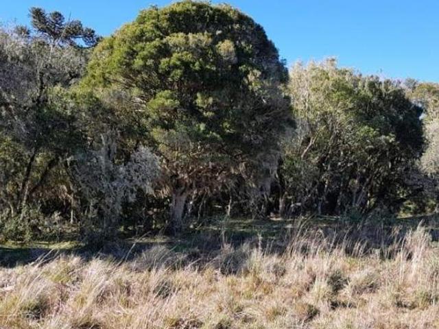 Sítio e chácara venda em Região Geográfica Imediata de Caxias do Sul, Cambara do Sul