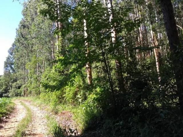 Sítio e chácara venda em Região Geográfica Imediata de Curitiba, Região Metropolitana de Curitiba