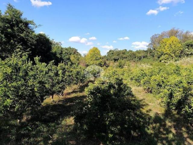 Sítio e chácara venda em Região Geográfica Imediata de Bento Gonçalves, Monte Belo do Sul