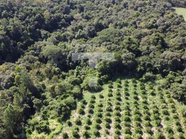 Sítio e chácara venda em Região Geográfica Imediata de Novo Hamburgo - São Leopoldo, São José do Hortencio
