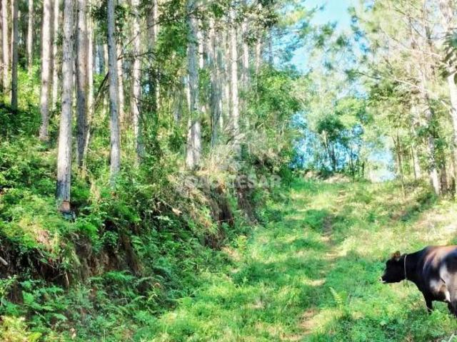 Sítio e chácara venda em Região Geográfica Imediata de São Luís, Nazaré