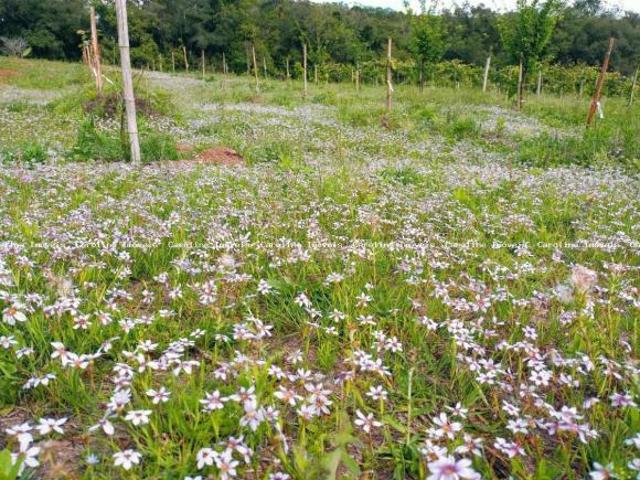 Terreno venda em Região Geográfica Imediata de Porto Alegre, Mariana Pimentel