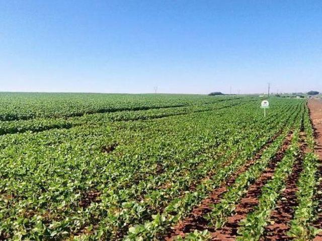 Sítio e chácara venda em Região Geográfica Imediata de Maringá, Floresta