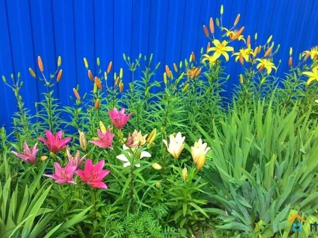 Дом аренда в Центральный АО, Омск