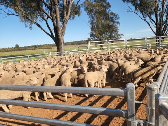 Property for sale in Trundle, New South Wales