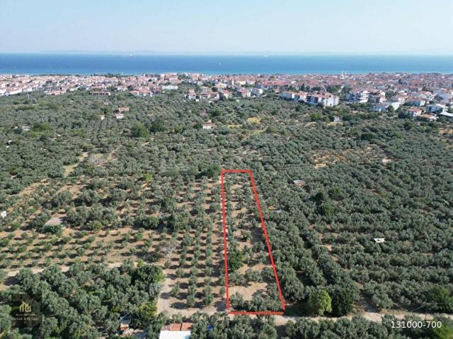 İğdebağları, Şarköy içerisinde satılık mülk