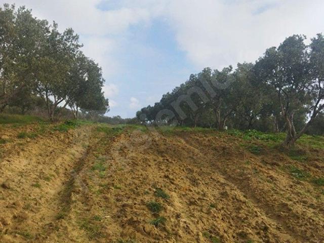 Camikebir, Şarköy içerisinde satılık mülk