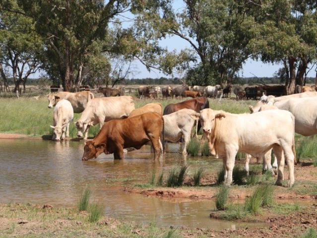 Cottage for sale in Mitchell, Queensland