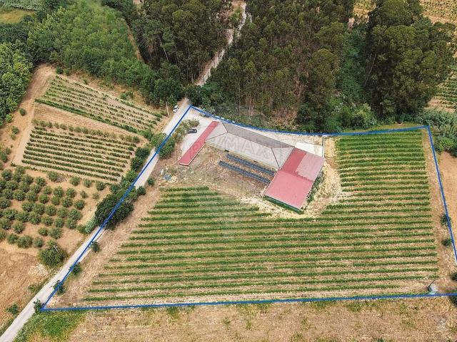 Armazém venda em Amoreira da Gândara, Paredes do Bairro e Ancas, Anadia