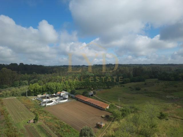 Armazém venda em Anadia, Aveiro