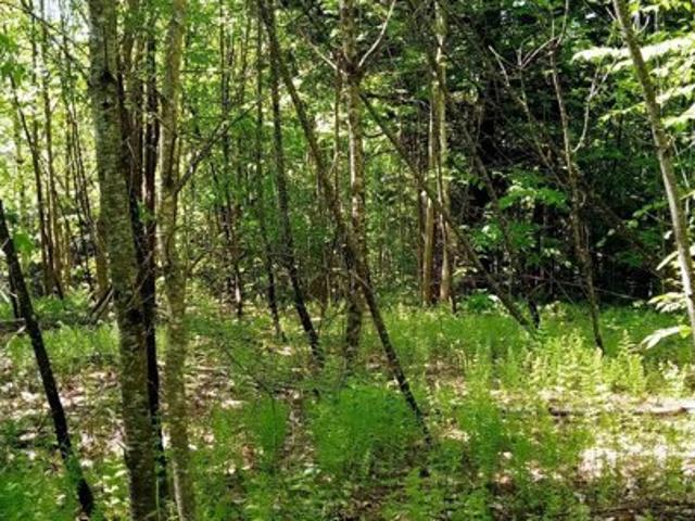 Land for sale in Wolcott, Vermont