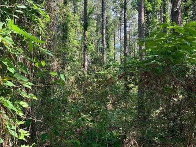 Land for sale in Choudrant, Louisiana