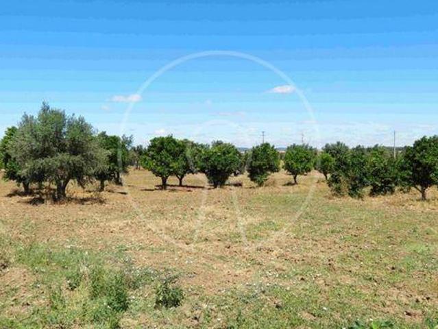 Terreno venda em Arraiolos, Évora
