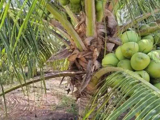 Casa aluguel em Região Geográfica Imediata de Natal, São José de Mipibu