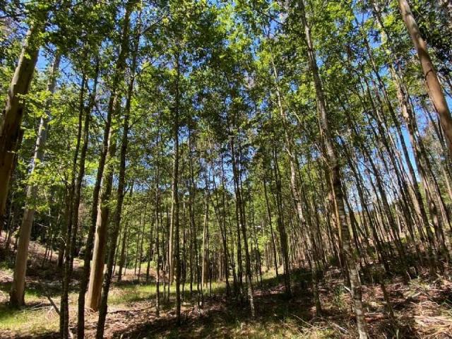 Terreno en arriendo en Cunco, La Araucanía