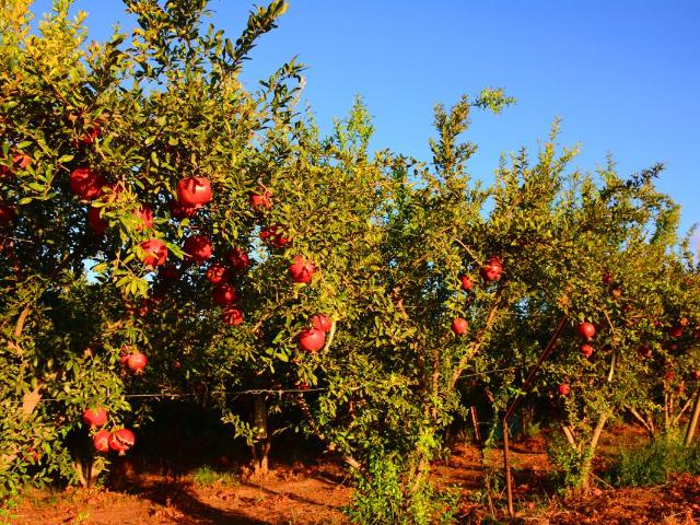 Muratpaşa, Antalya içerisinde satılık Arsa