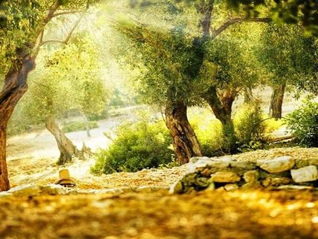 Didim, Aydin içerisinde satılık Arsa