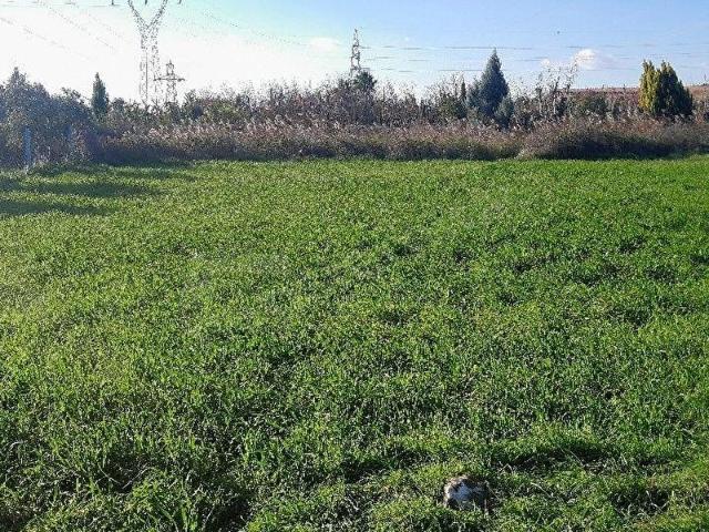 Torbali, İzmir içerisinde satılık Arsa