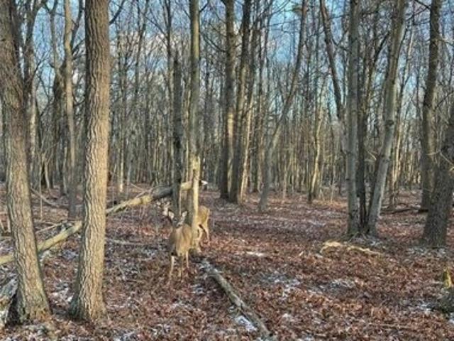 Land for sale in Blakeslee, Pennsylvania