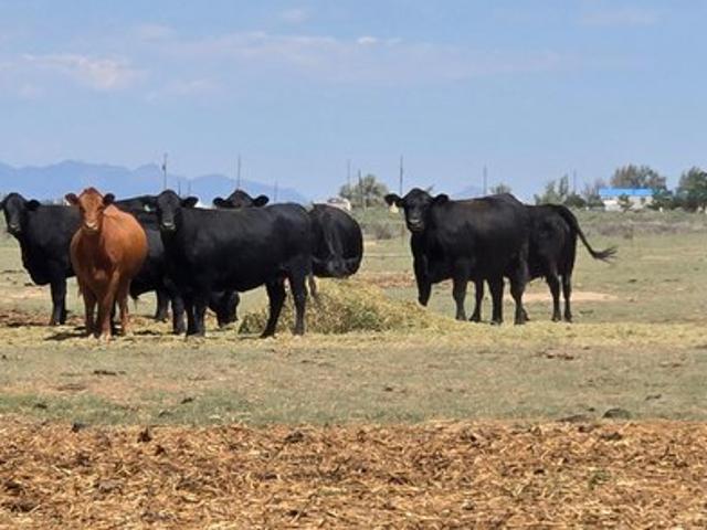 Farm for sale in Moriarty, New Mexico