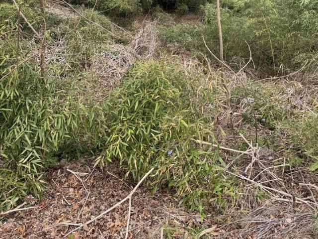 Land for sale in Asheville, North Carolina