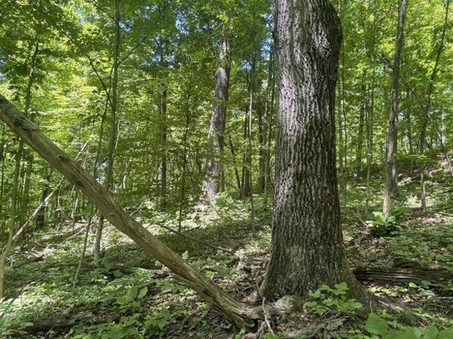 Farm for sale in Porters Falls, West Virginia