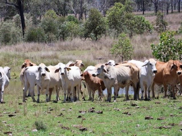 Cottage for sale in Mount Perry, Queensland