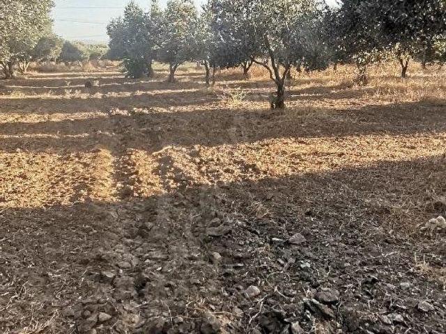 Torbali, İzmir içerisinde satılık mülk