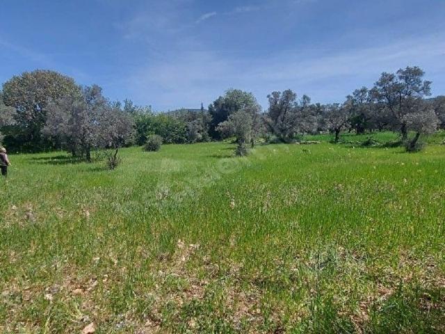 Milas, Muğla içerisinde satılık Arsa