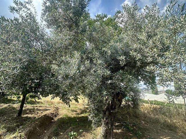 Sultanhisar, Aydin içerisinde satılık mülk