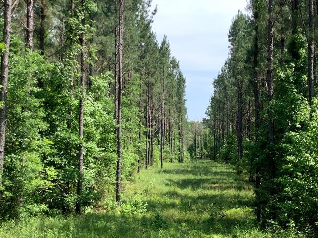 Land for sale in Wesson, Mississippi
