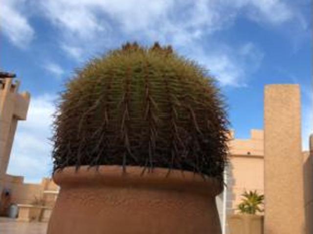 Ático en alquiler en San Javier, Campo de Cartagena y Mar Menor